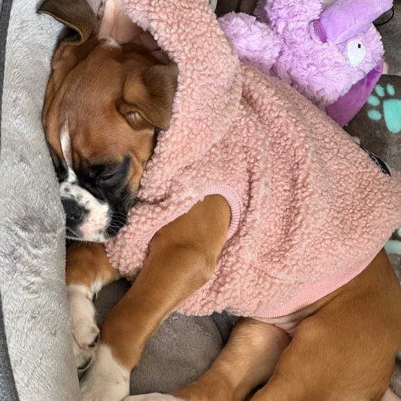 Dog - Picture 8 of 13